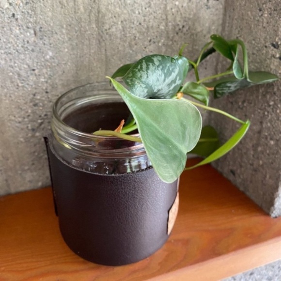 Leather Handcrafted “Fromme” Propagation Vessel - Picture 8 of 9